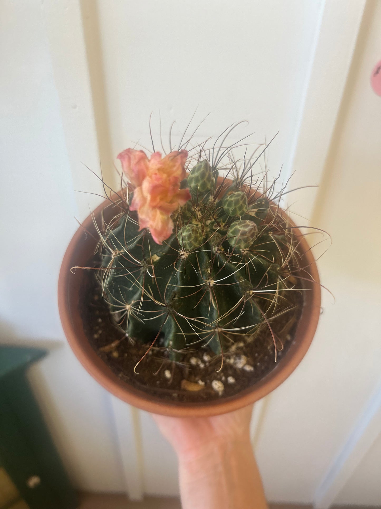 6” Cactus in Clay Pot