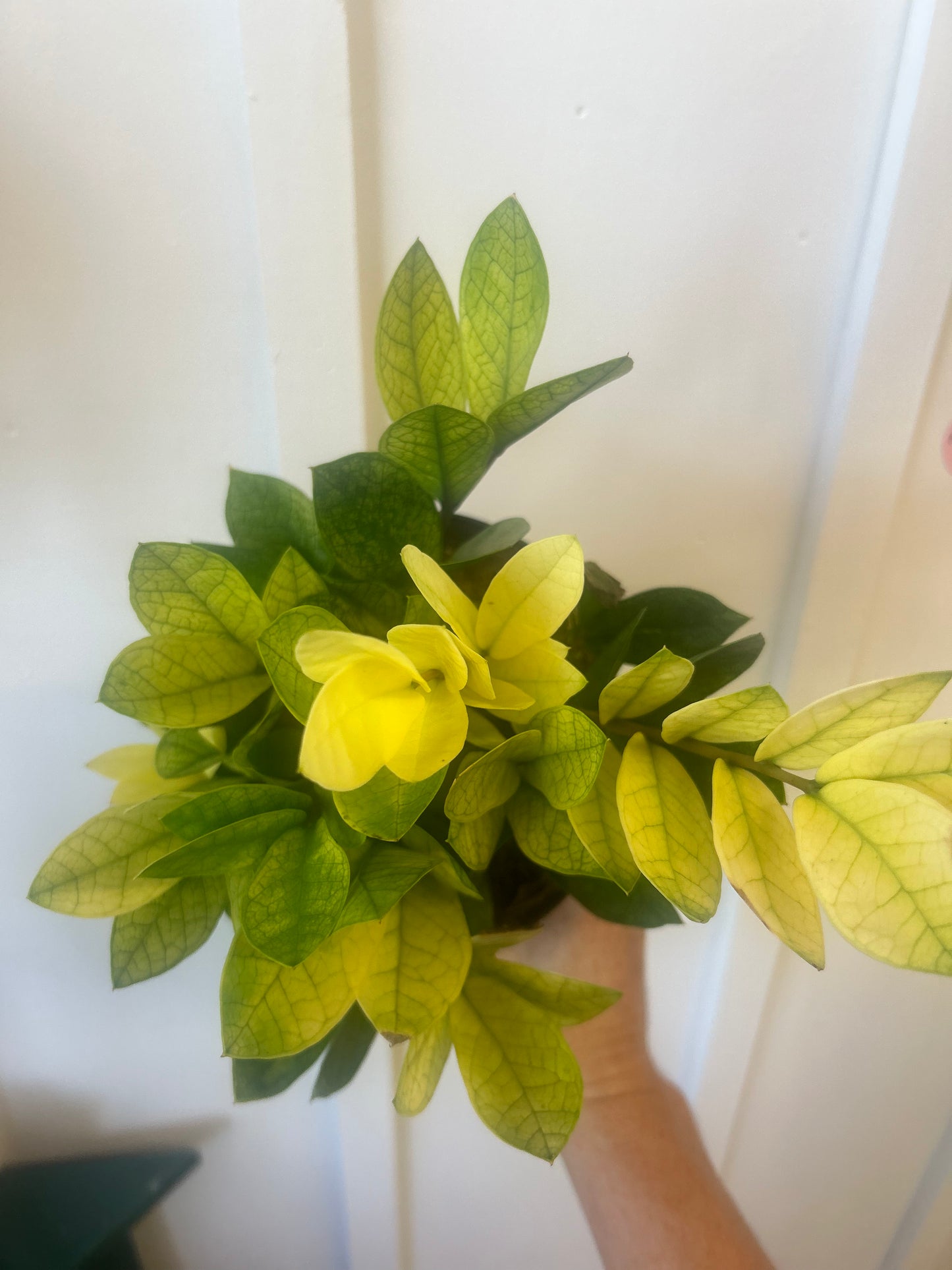Chameleon Zz Plant, 6”