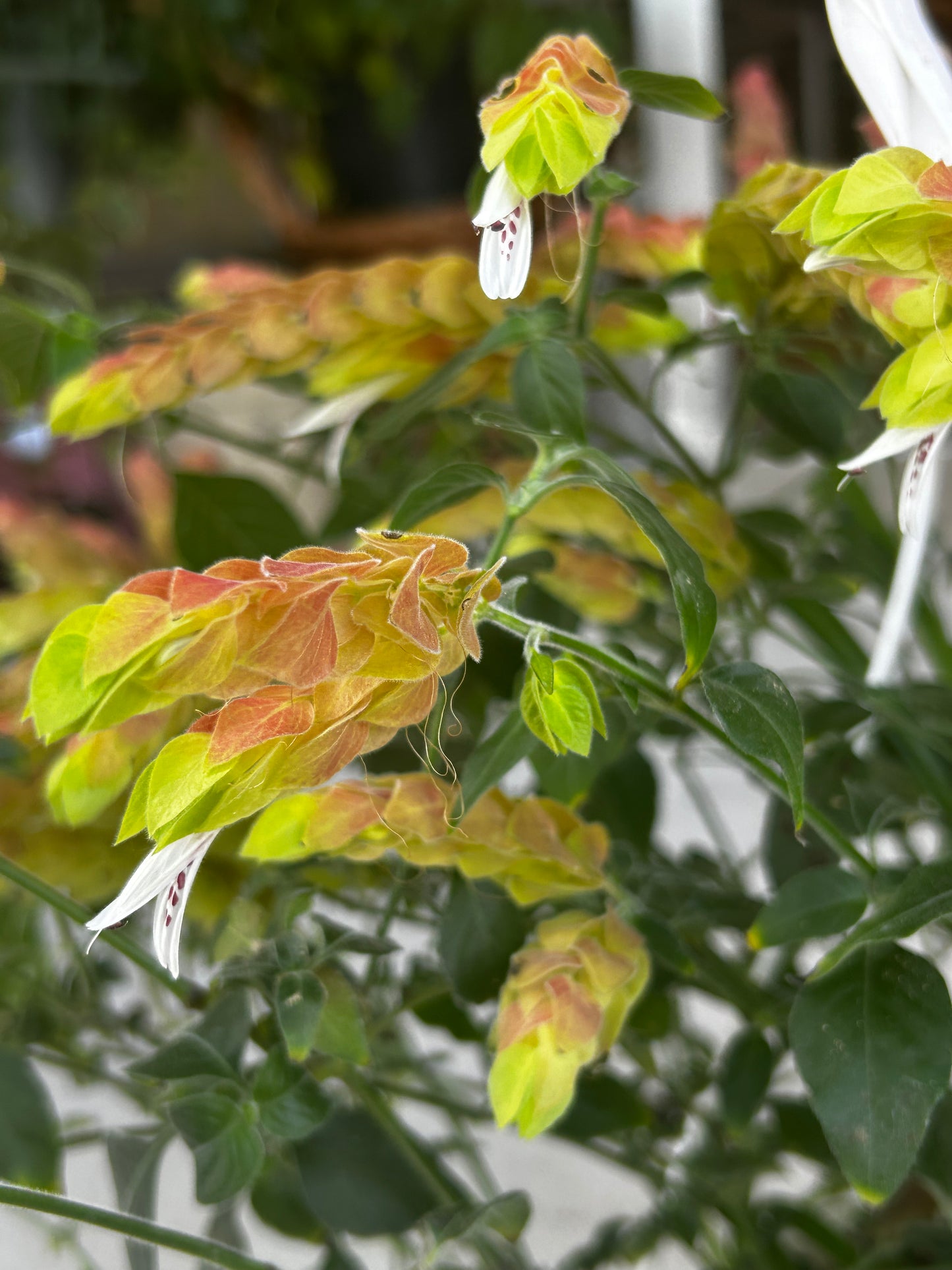 Beleperone, 8” hanging basket