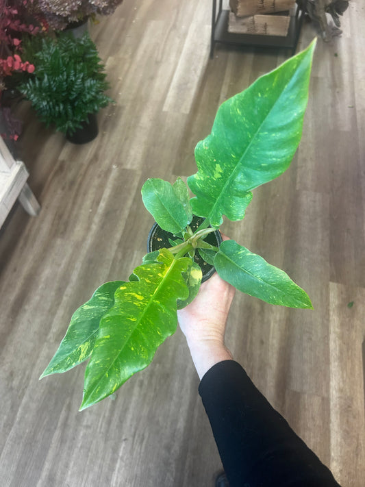 Ring of Fire Philodendron