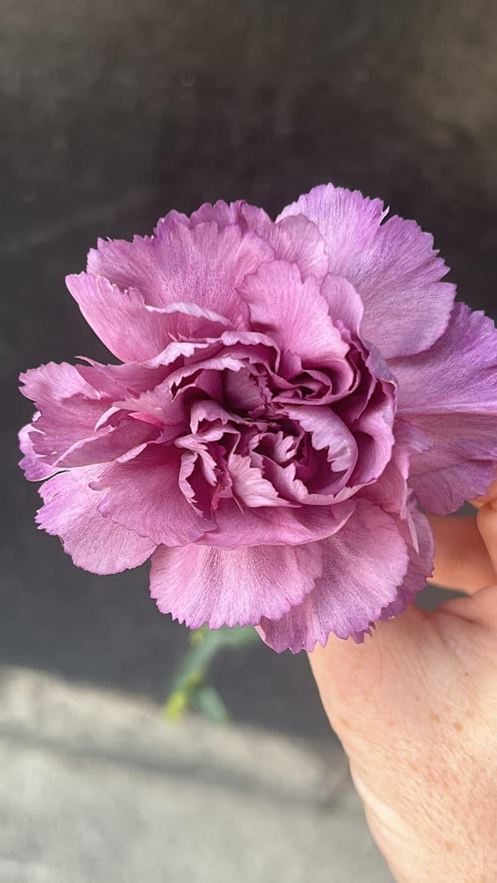 The ‘What In Carnation’ Arrangement (carnation bouquets)