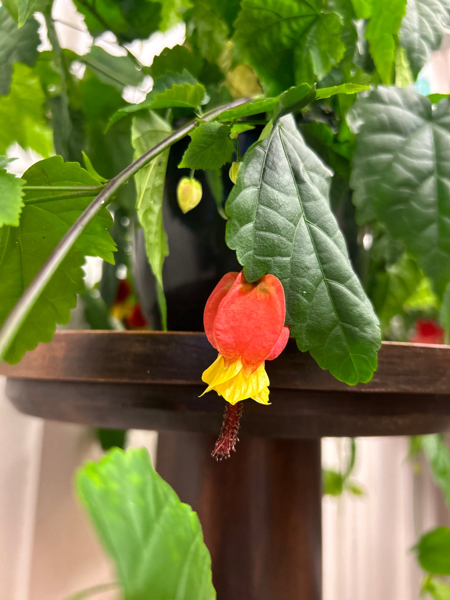 Abutilon, 8” hanging basket