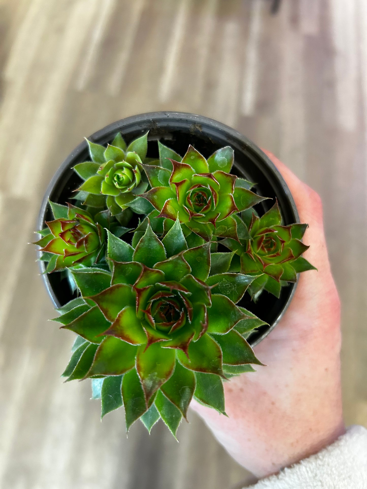 Hens and Chicks, 4”