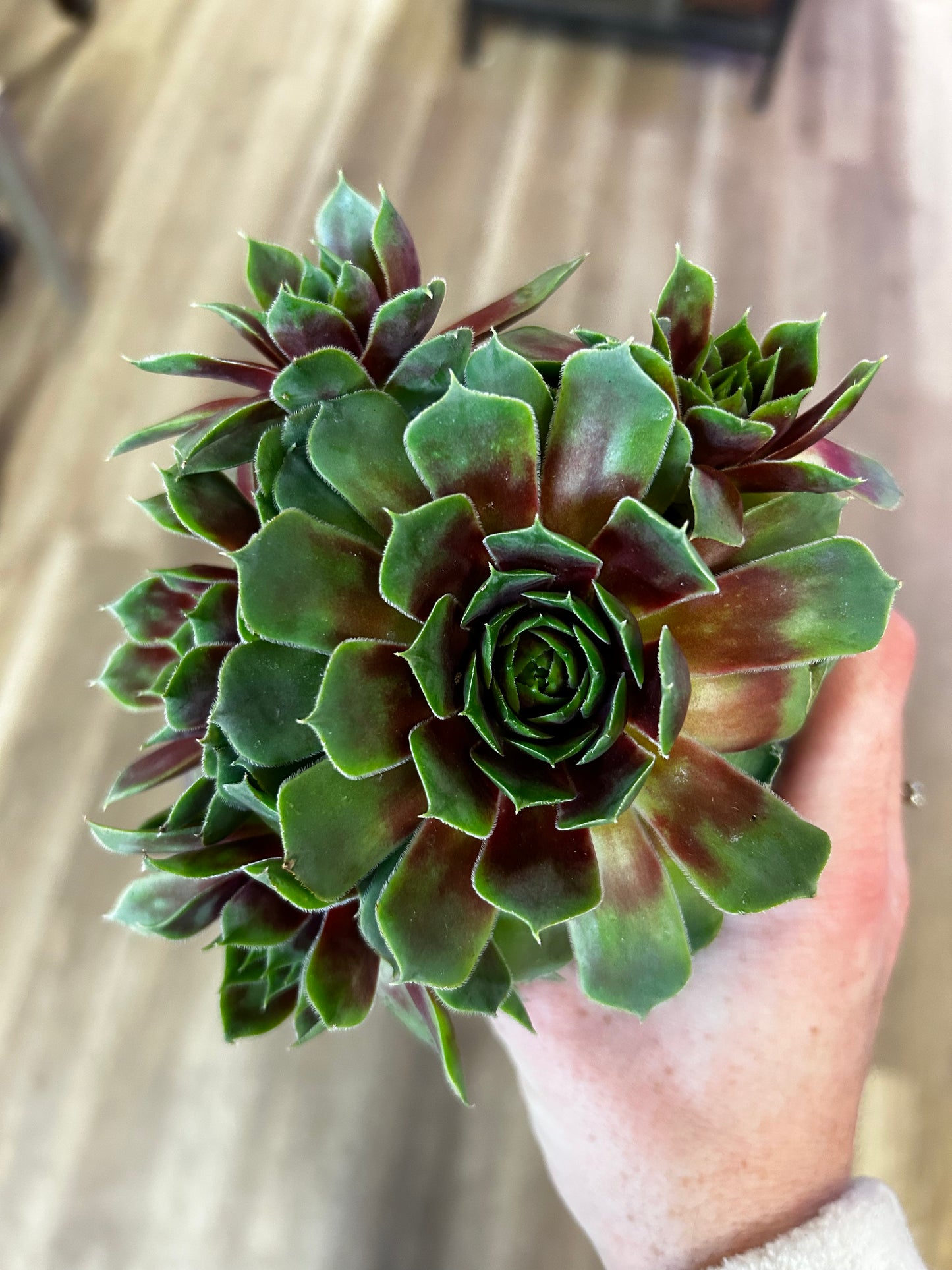 Hens and Chicks, 4”