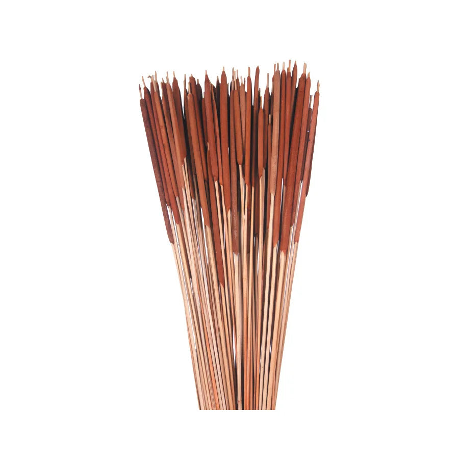 Natural Pencil Cattails on Pick