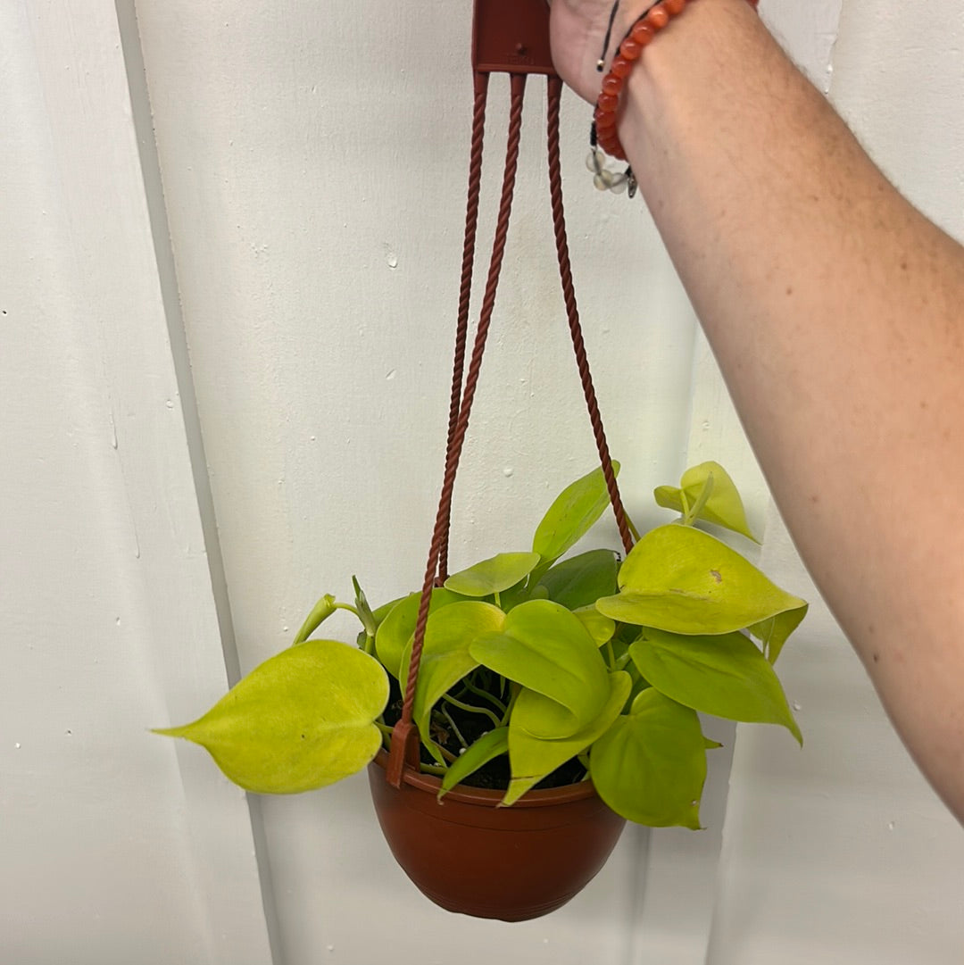 Philodendron 6” hanging basket