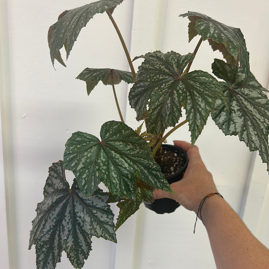 Begonia 4”