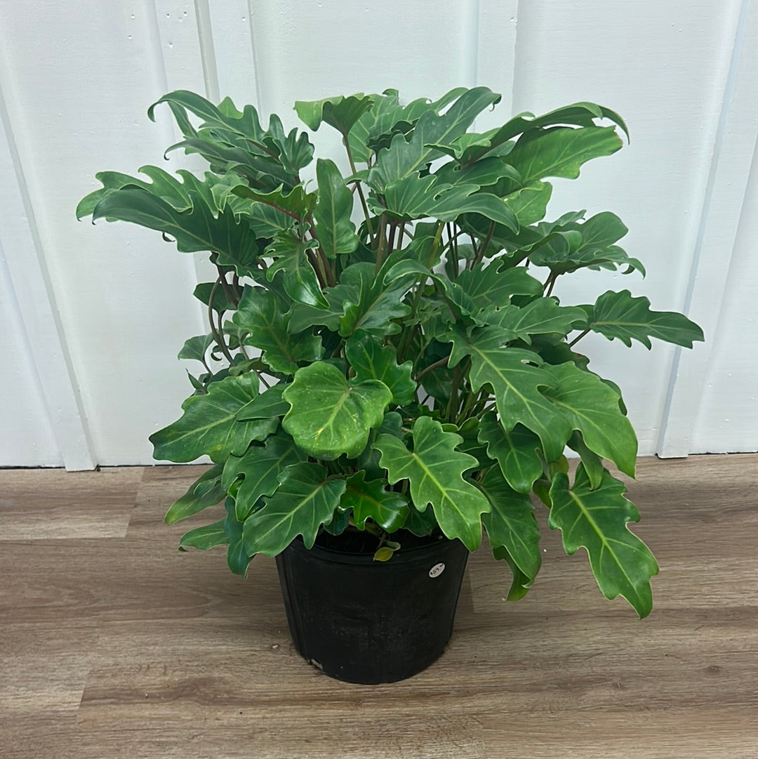 Xanadu Philodendron 10”
