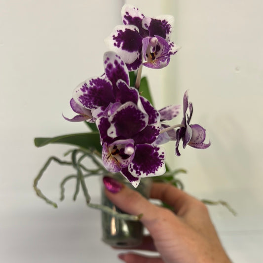 Mini Orchids, assorted