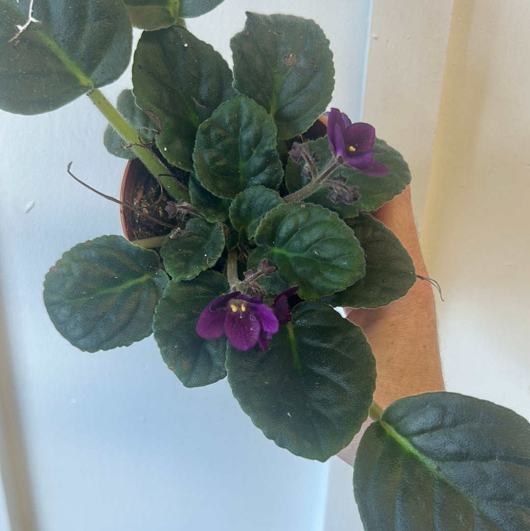 African Violet