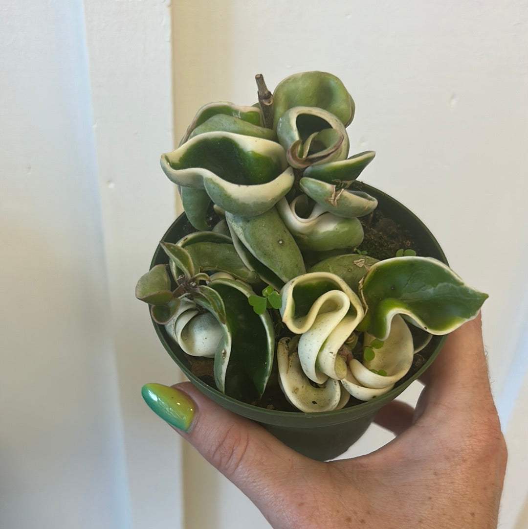 Hoyas 4”