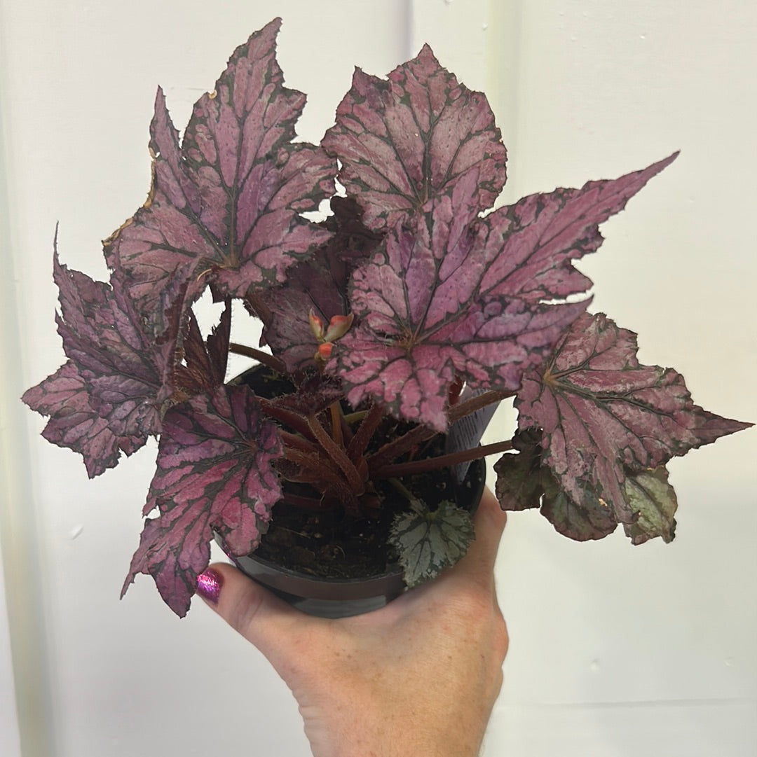 Begonia 4”