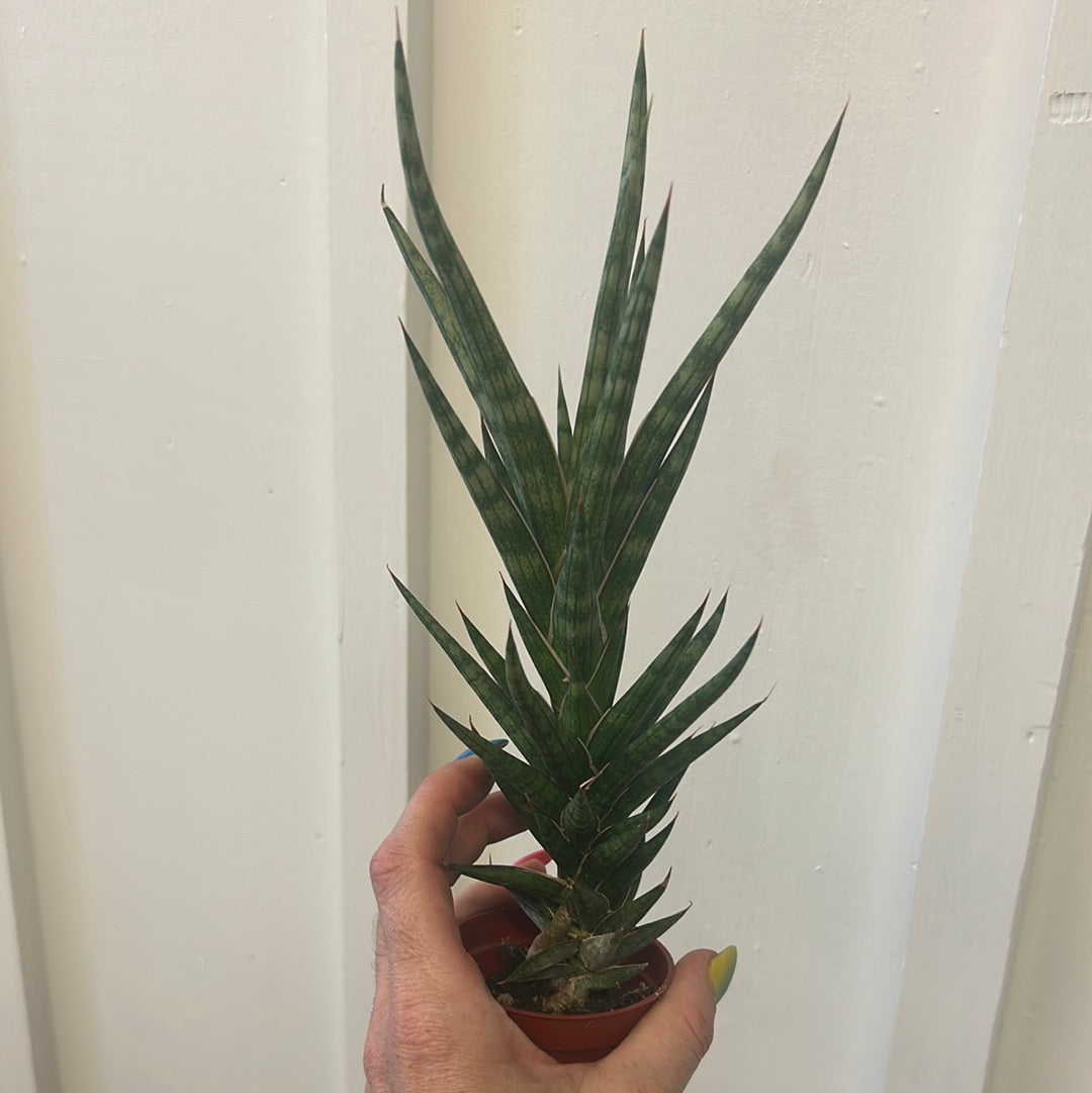 Snake plant, small