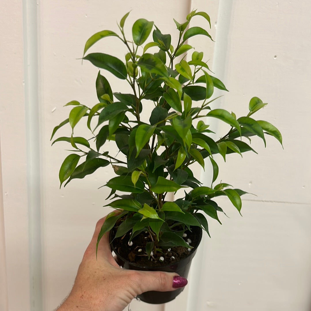 Ficus 4”