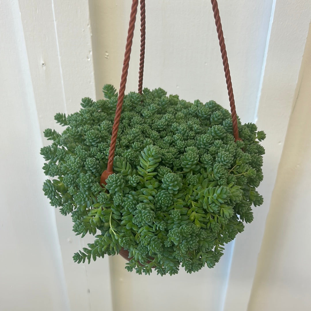 Assorted Succulent, 6” hanging basket