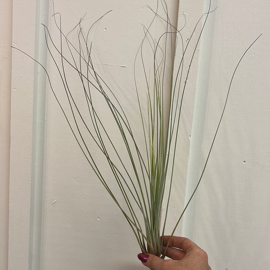 Tillandsia extra large