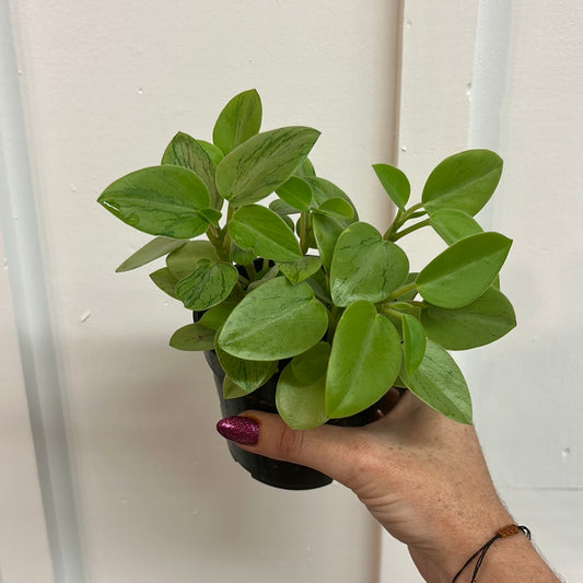 Peperomia 3.25”