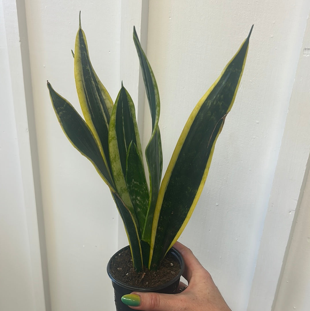 Snake plant, small