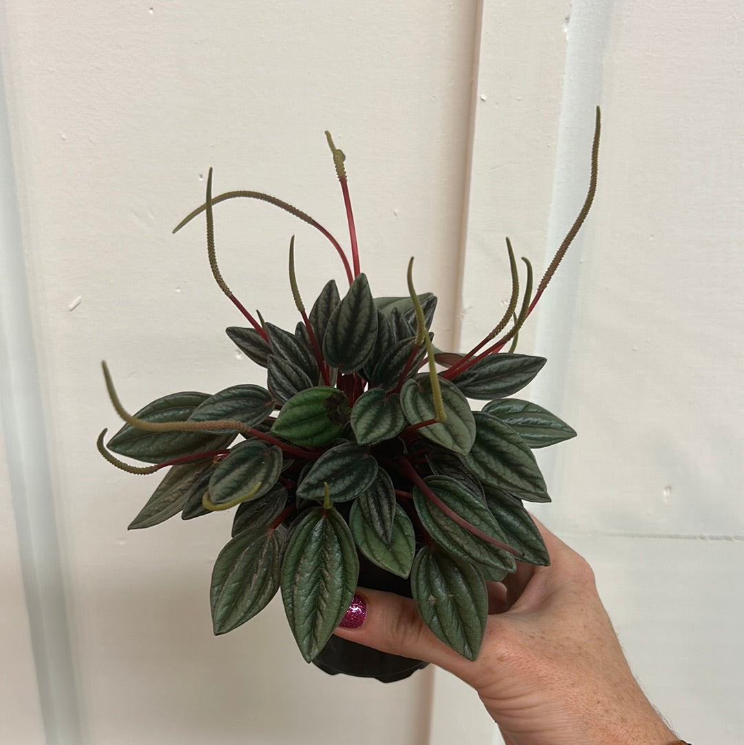 Peperomia 3.25”