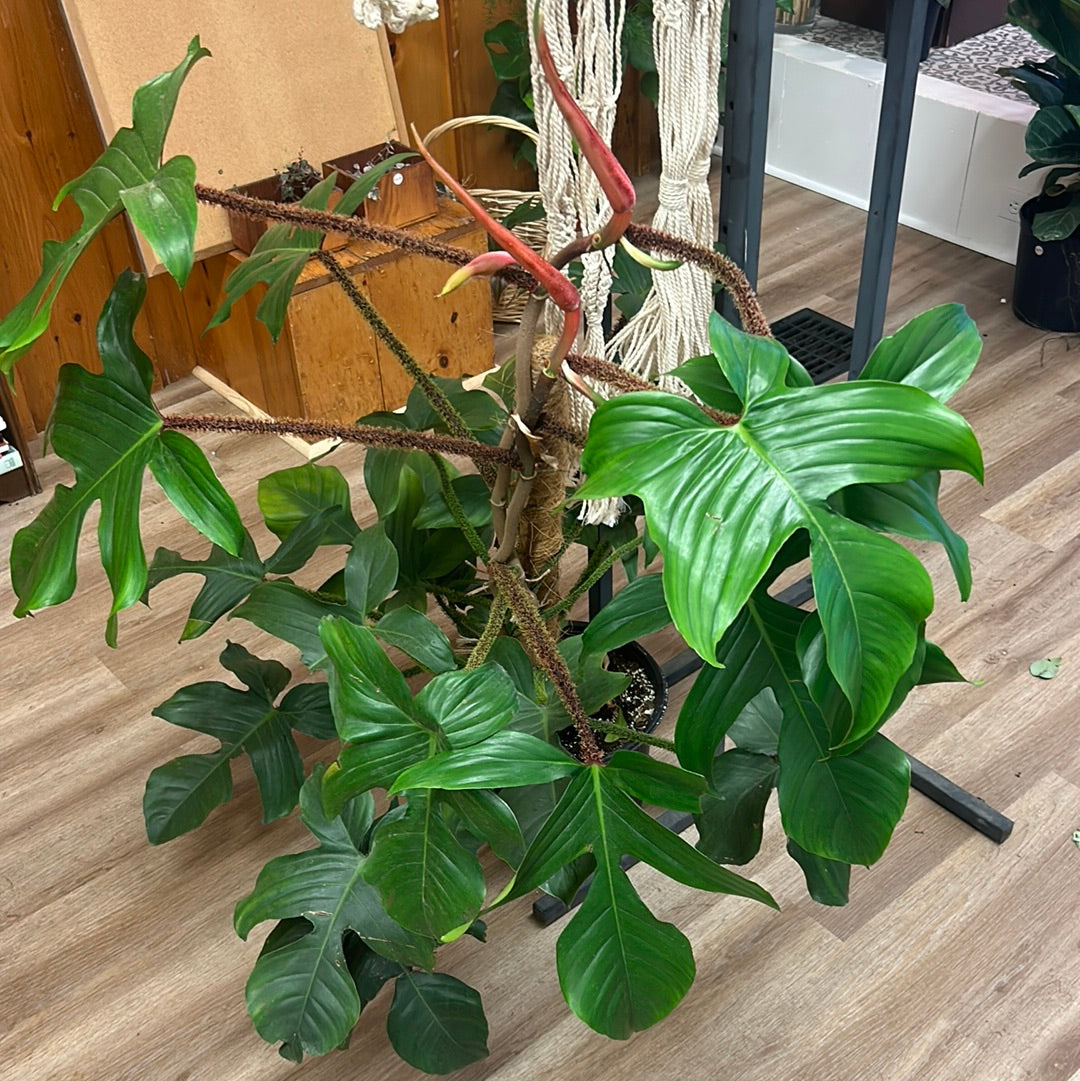 lace philodendron Philodendron Squamiferum
