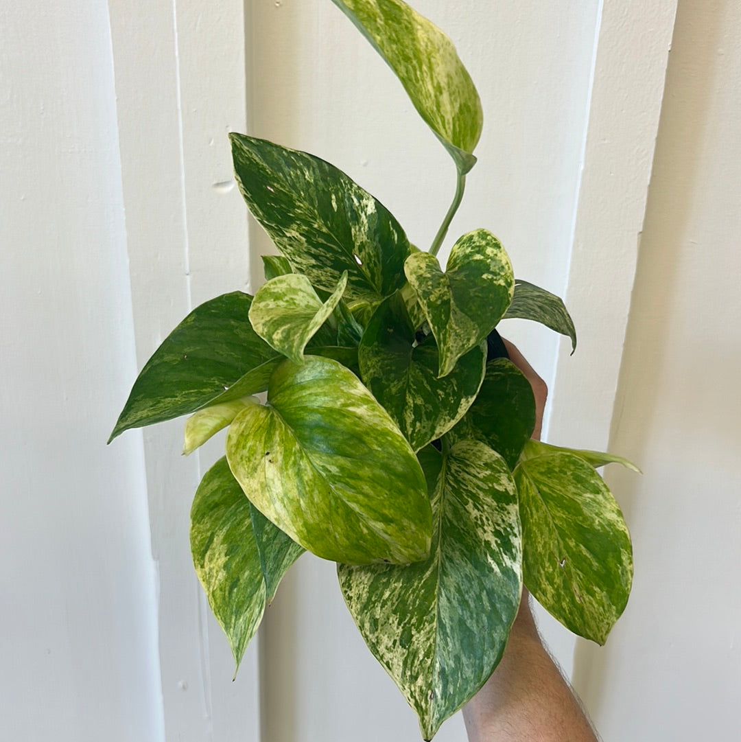 Pothos 4”