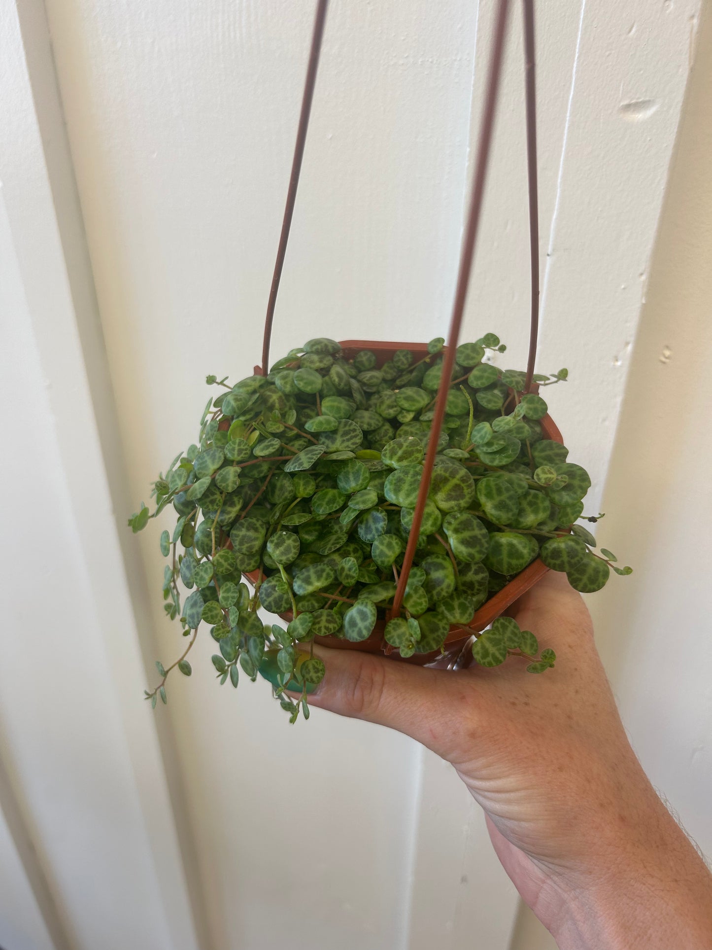 String of Turtles, hanging basket