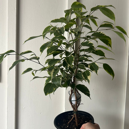 Ficus Benjamina 6” braided with golf ball