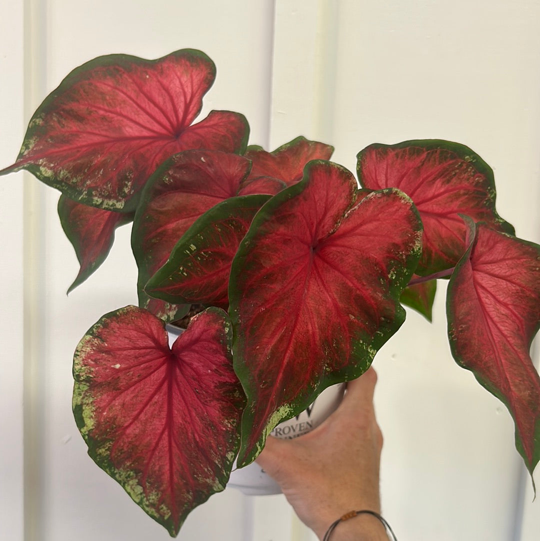 Caladium 6”