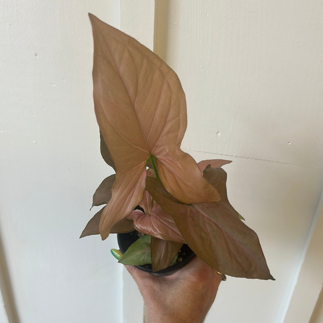 Nephthytis, 4”