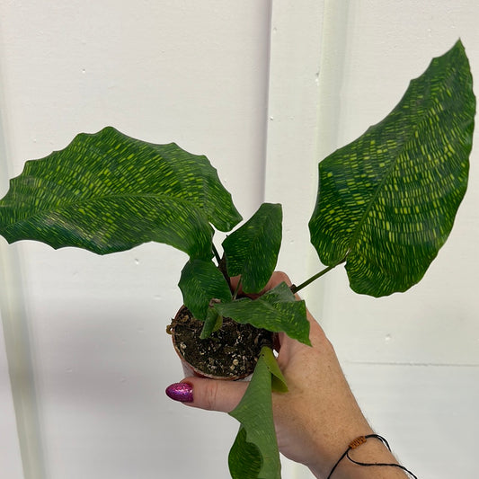 Calathea 2.5”