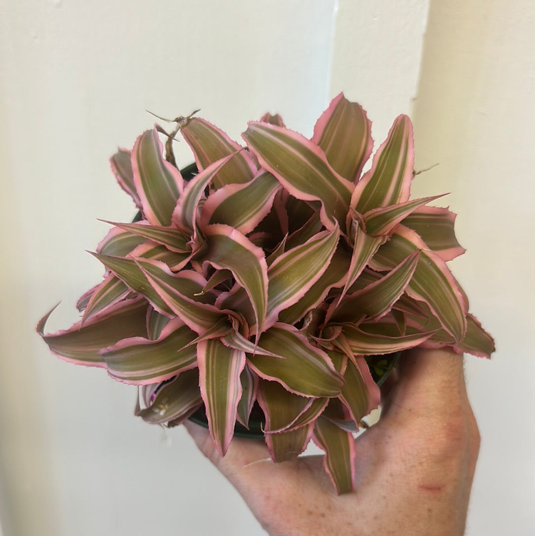 Cryptanthus 4”