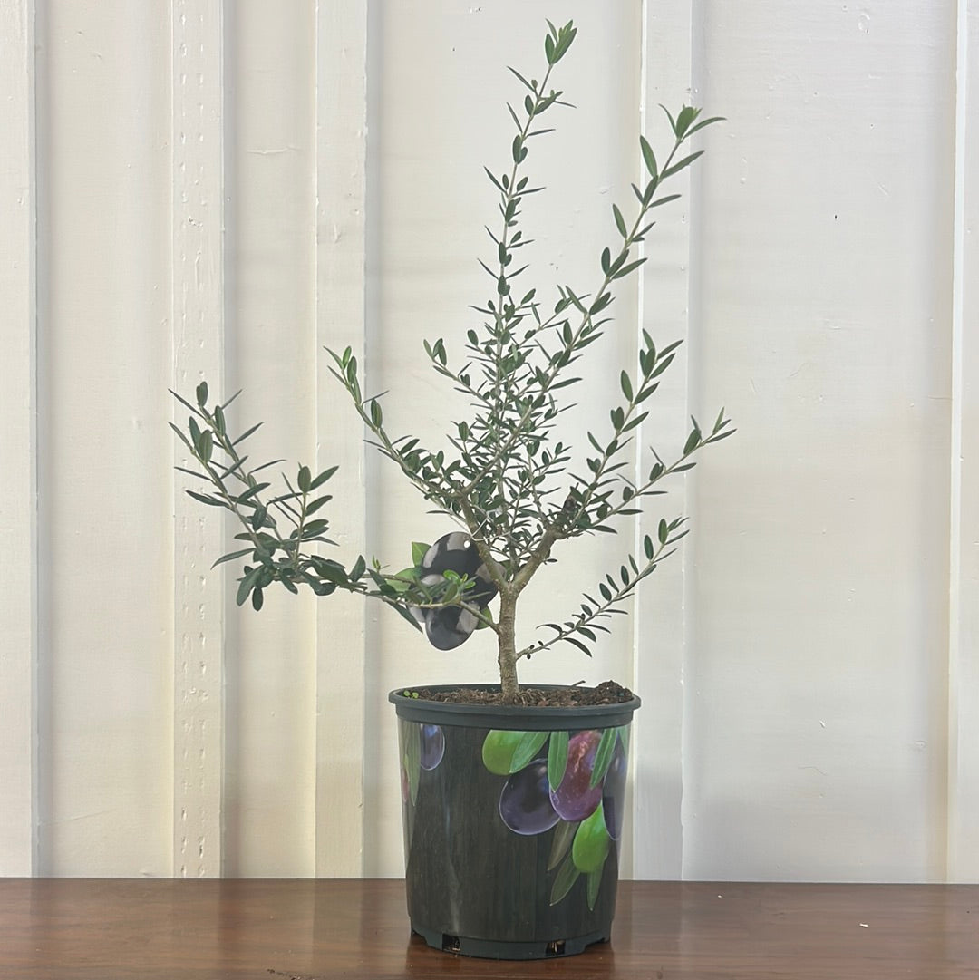 Olive Tree