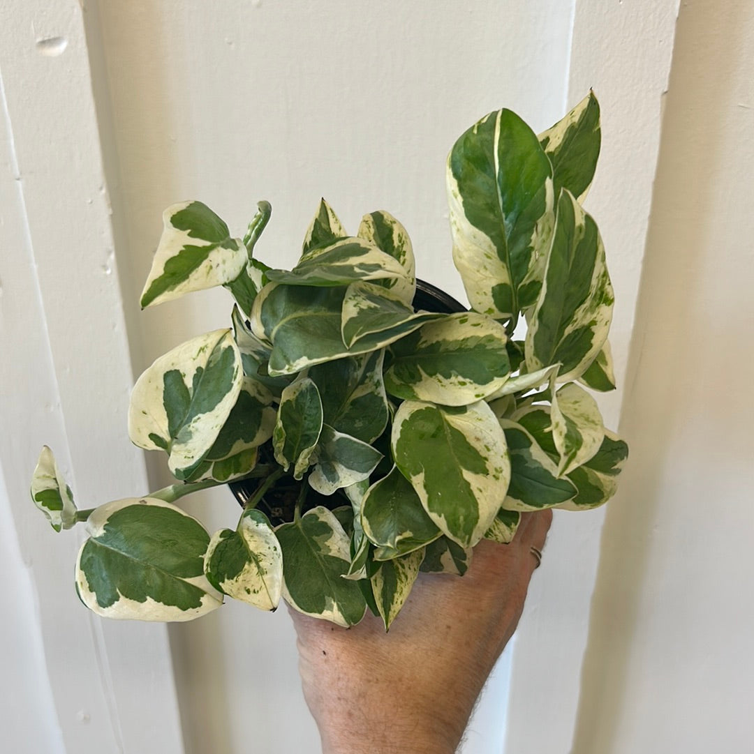 Pothos 4”