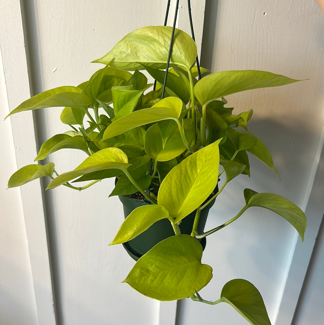 Pothos 6” hanging basket