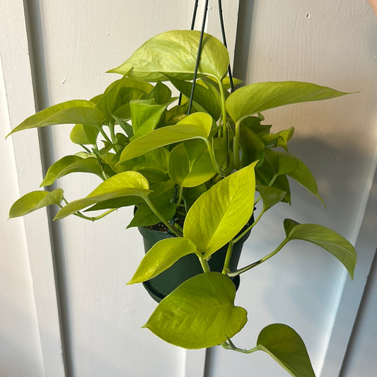 Pothos 6” hanging basket