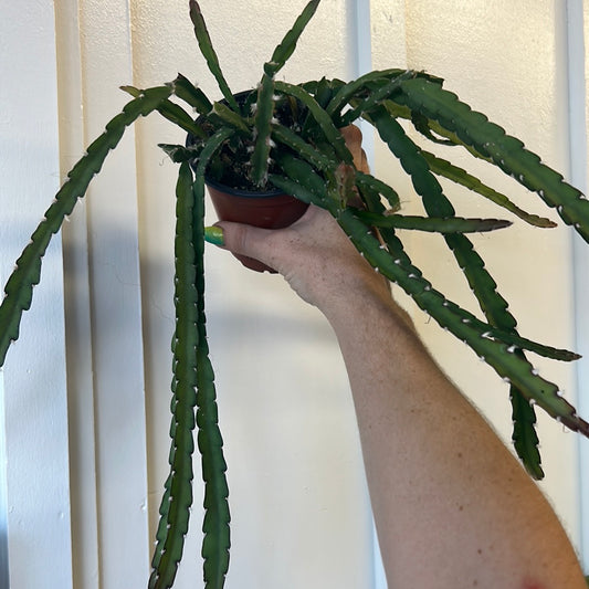 Orchid Cactus