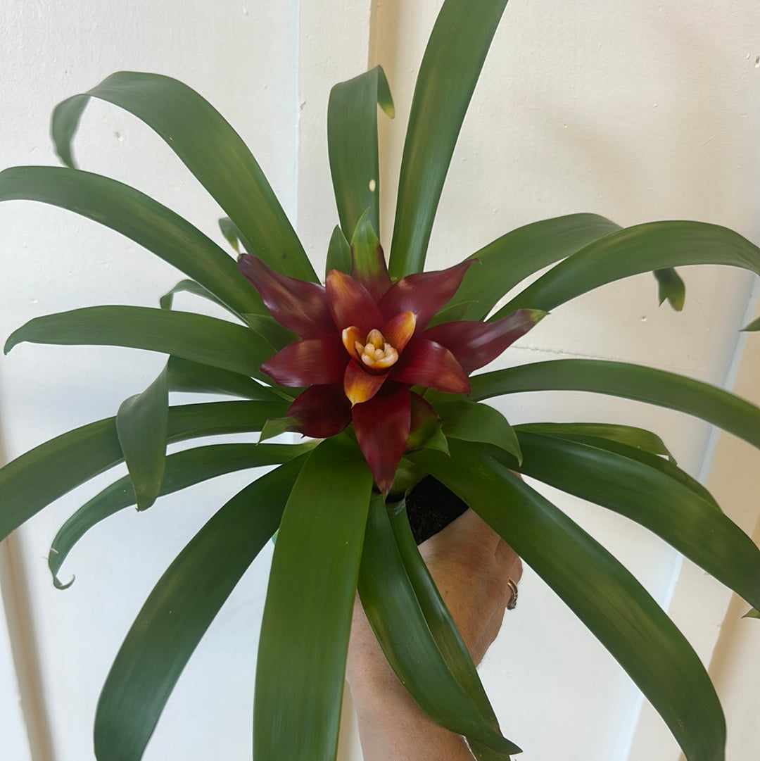Bromeliad