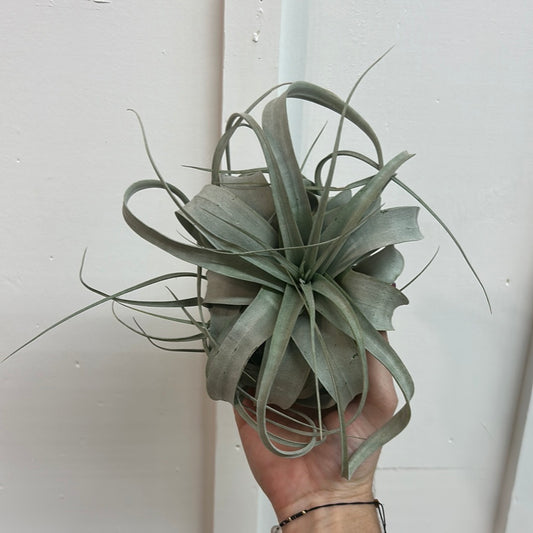 Xerographica