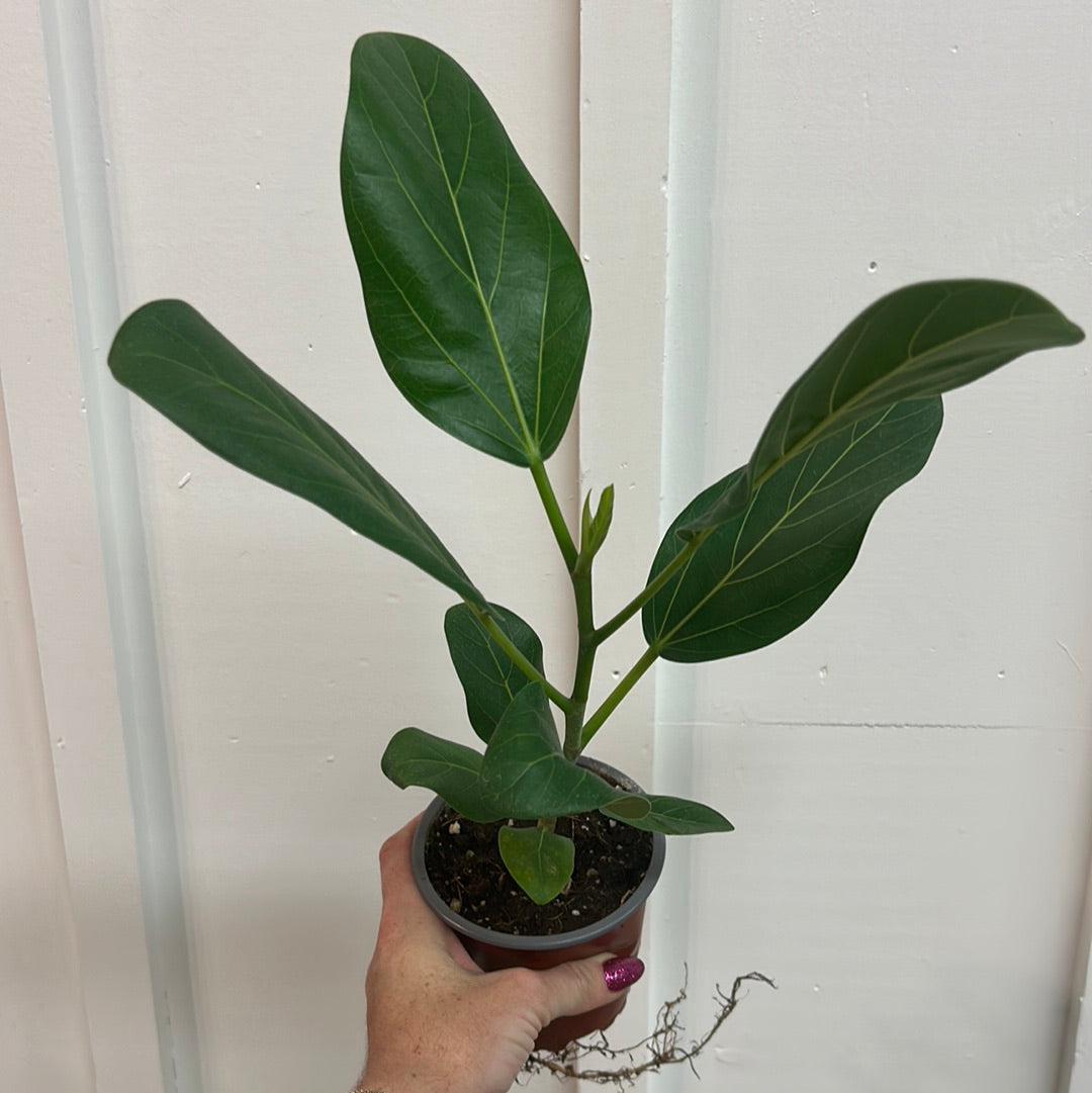 Ficus 4”