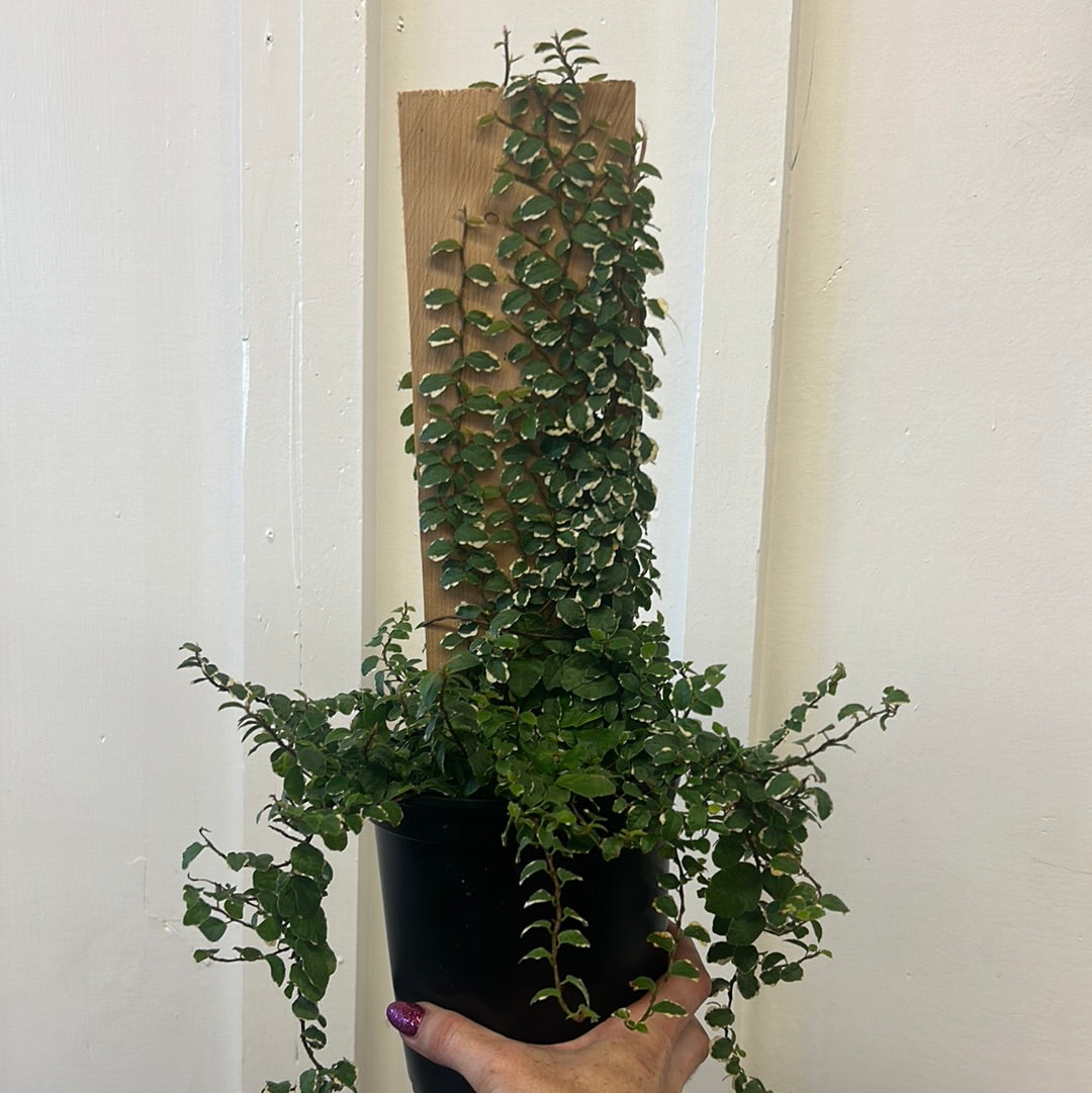 Pumila Ficus (on wood) 6”