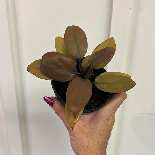 Philodendron 4”