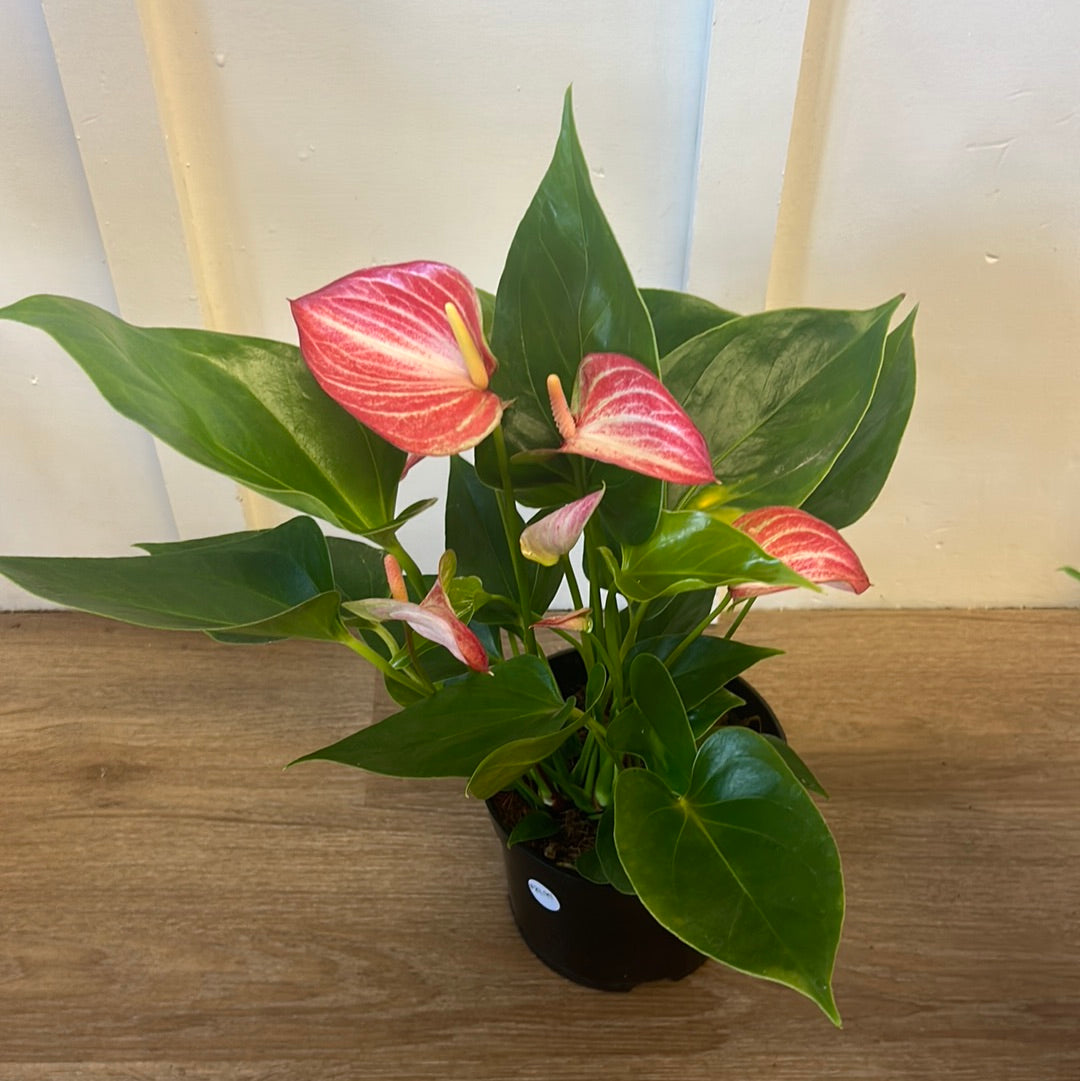 Anthurium Andreanum 6”