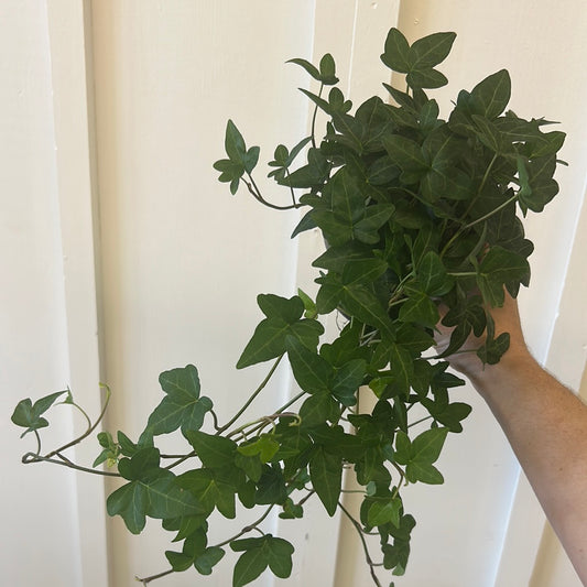Ivy, 4”