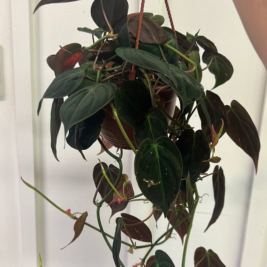 Philodendron 6” hanging basket