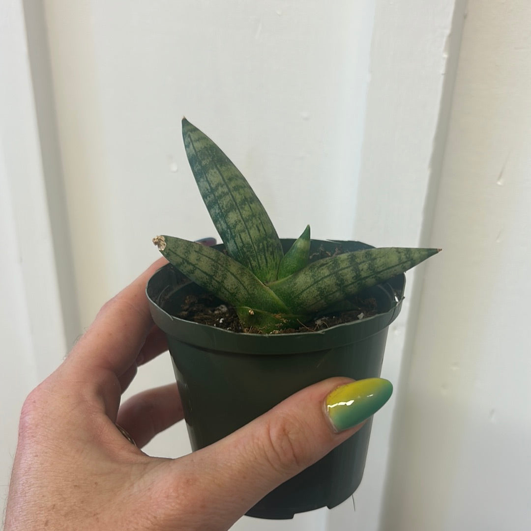 Snake plant, small