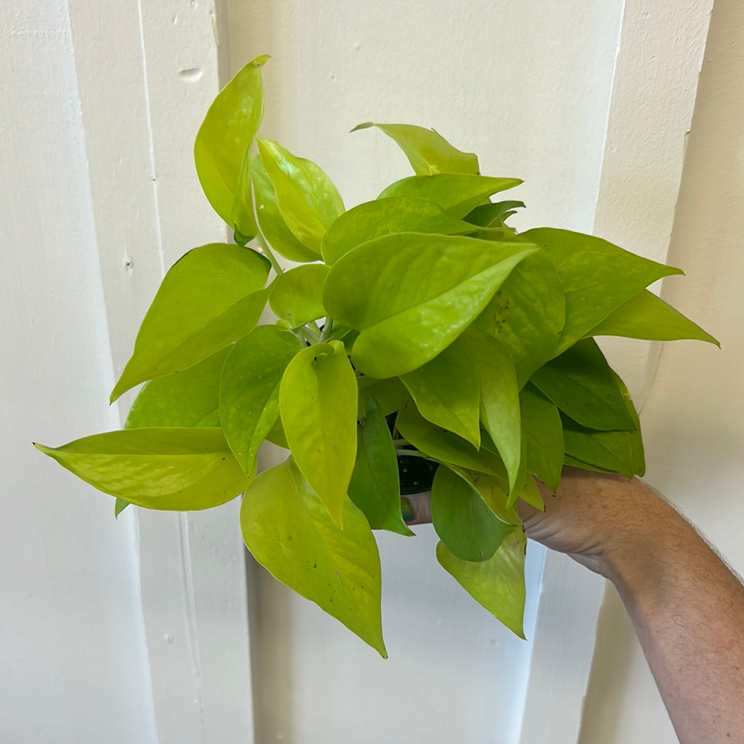 Pothos 4”