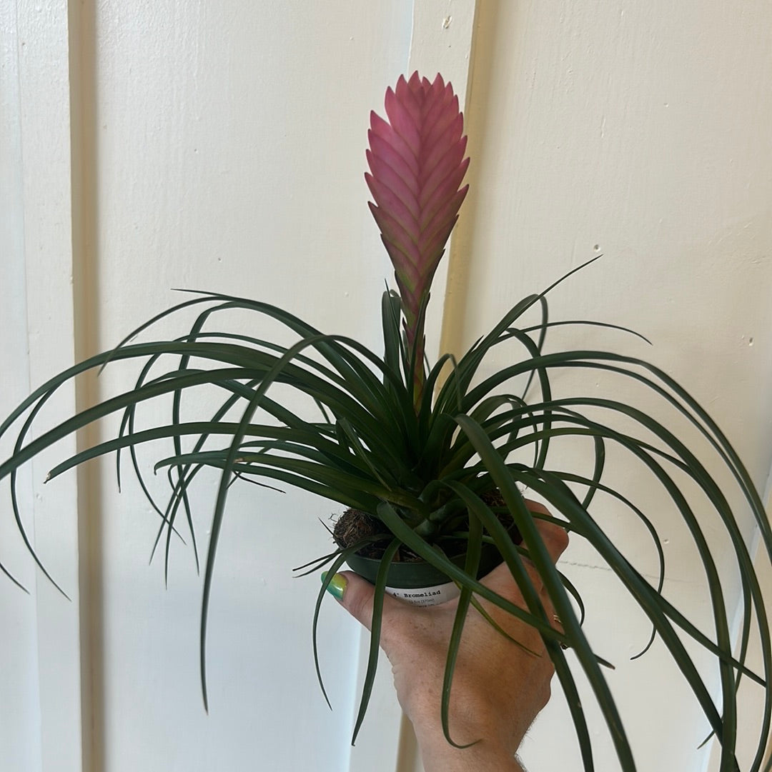 Bromeliad