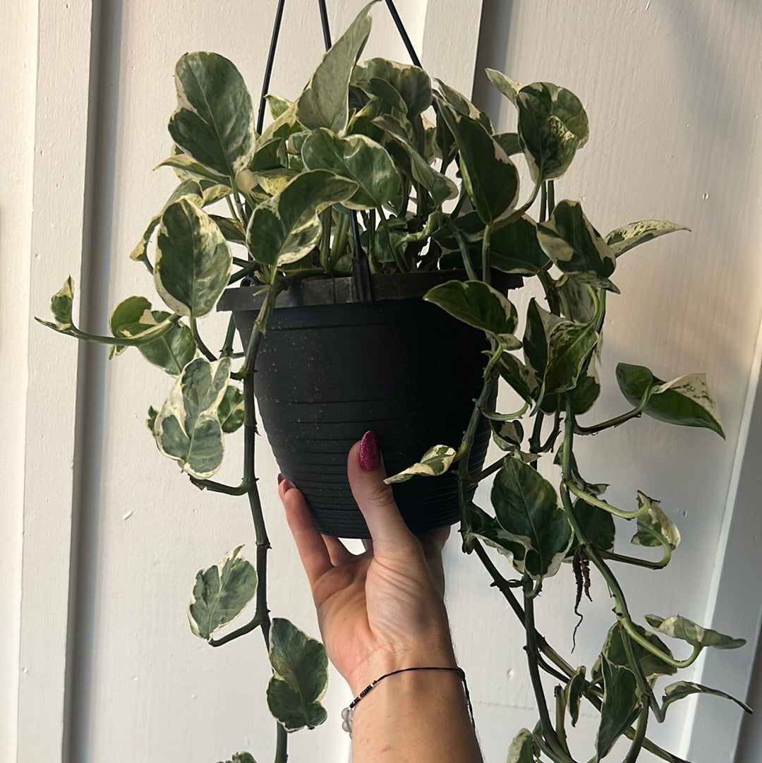 Pothos 6” hanging basket