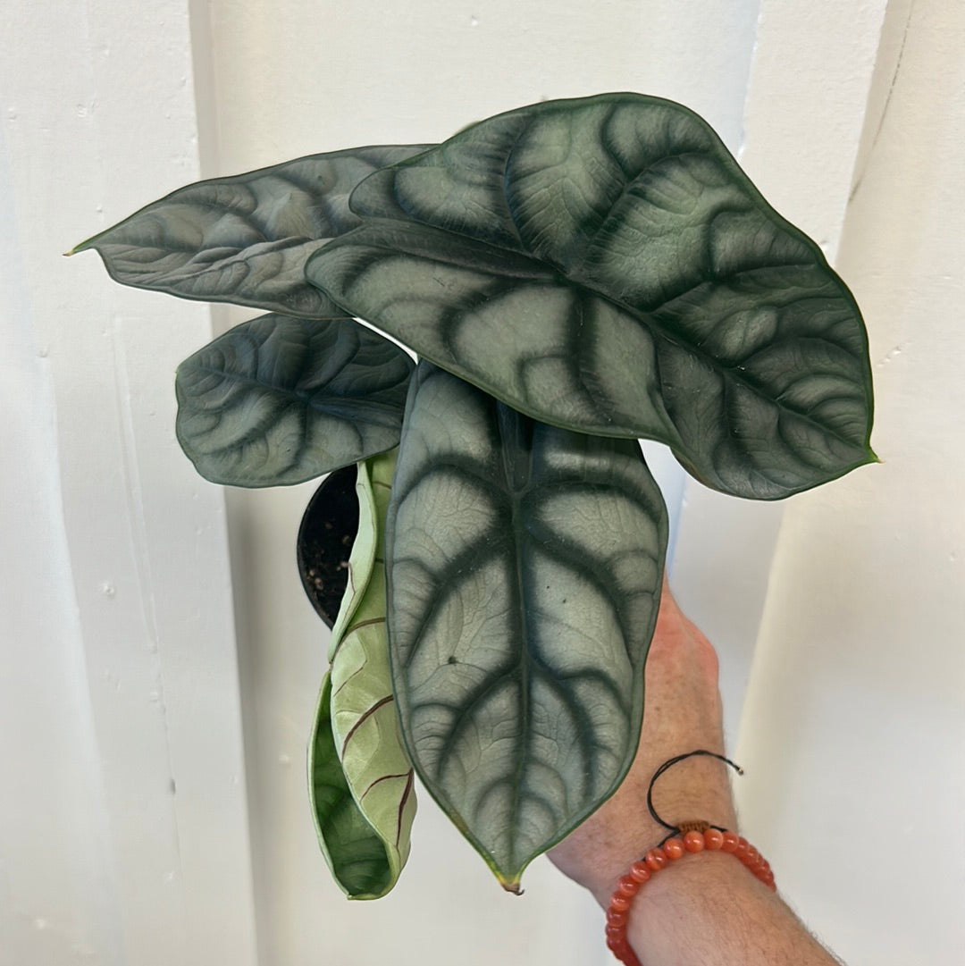 Alocasia 4”