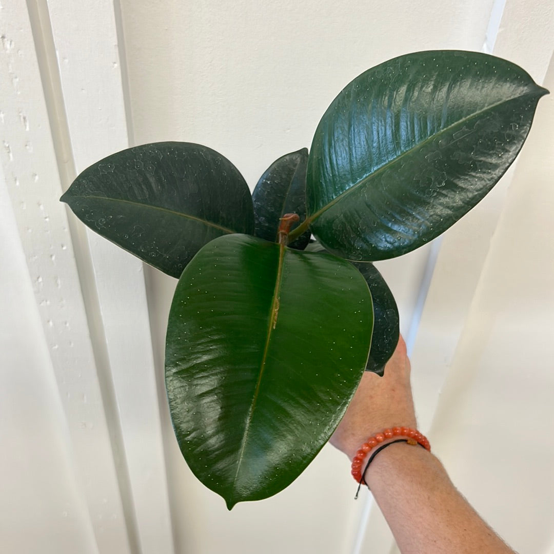 Ficus 4”